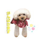 ダンドゥビ（個別スタンプ：10）