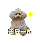 ダンドゥビ（個別スタンプ：11）
