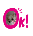 癒やしのかわいさメッセージスタンプ（個別スタンプ：21）
