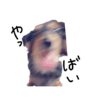 いっっっちばんかわいい犬（個別スタンプ：17）