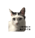 ネコにゃ日和〜その1（個別スタンプ：5）