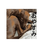 オレ、レオン（個別スタンプ：4）