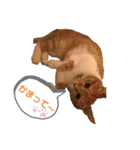 茶トラ(♀)日和（個別スタンプ：1）
