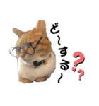 茶トラ(♀)日和（個別スタンプ：3）
