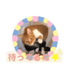 茶トラ(♀)日和（個別スタンプ：5）
