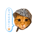茶トラ(♀)日和（個別スタンプ：6）