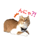 茶トラ(♀)日和（個別スタンプ：8）