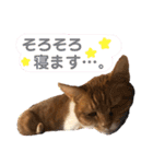 茶トラ(♀)日和（個別スタンプ：10）