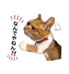 茶トラ(♀)日和（個別スタンプ：14）