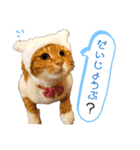 茶トラ(♀)日和（個別スタンプ：16）
