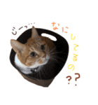 茶トラ(♀)日和（個別スタンプ：22）