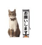 茶トラ(♀)日和（個別スタンプ：31）