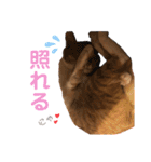 茶トラ(♀)日和（個別スタンプ：34）