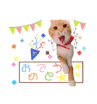 茶トラ(♀)日和（個別スタンプ：35）