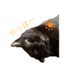 まめルー（個別スタンプ：2）