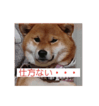 柴犬チョコ スタンプ（個別スタンプ：2）
