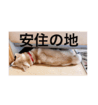 柴犬チョコ スタンプ（個別スタンプ：3）
