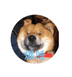 柴犬チョコ スタンプ（個別スタンプ：4）