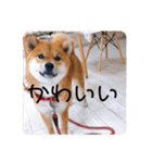 柴犬チョコ スタンプ（個別スタンプ：5）
