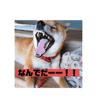 柴犬チョコ スタンプ（個別スタンプ：6）