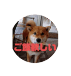 柴犬チョコ スタンプ（個別スタンプ：8）