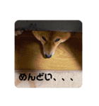 柴犬チョコ スタンプ（個別スタンプ：11）