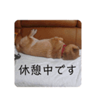 柴犬チョコ スタンプ（個別スタンプ：12）