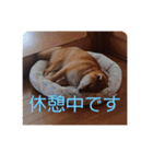 柴犬チョコ スタンプ（個別スタンプ：13）