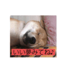 柴犬チョコ スタンプ（個別スタンプ：14）