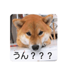 柴犬チョコ スタンプ（個別スタンプ：15）