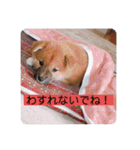 柴犬チョコ スタンプ（個別スタンプ：16）