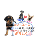 buck＆ash（個別スタンプ：1）