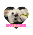 Maronだよ（個別スタンプ：1）