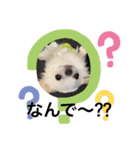 Maronだよ（個別スタンプ：3）