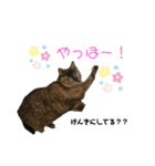 ミュウです。（個別スタンプ：3）