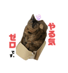 ミュウです。（個別スタンプ：4）