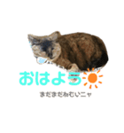 ミュウです。（個別スタンプ：5）