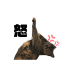 ミュウです。（個別スタンプ：7）