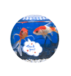 仲良し金魚☆（個別スタンプ：1）