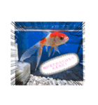 仲良し金魚☆（個別スタンプ：2）