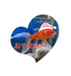 仲良し金魚☆（個別スタンプ：4）
