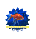 仲良し金魚☆（個別スタンプ：5）