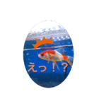 仲良し金魚☆（個別スタンプ：6）
