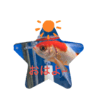 仲良し金魚☆（個別スタンプ：8）