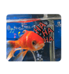仲良し金魚☆（個別スタンプ：9）