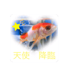 仲良し金魚☆（個別スタンプ：12）