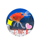 仲良し金魚☆（個別スタンプ：15）