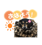 チワックスららのスタンプ（個別スタンプ：1）