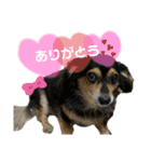 チワックスららのスタンプ（個別スタンプ：3）