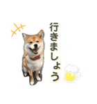 コロ助のいる生活（個別スタンプ：6）